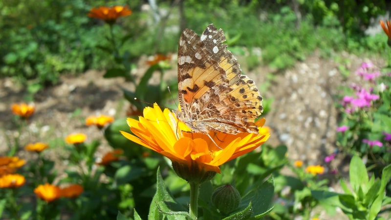 Osmaniye Tarihi Yerler Osmaniye Tarihi Yerler