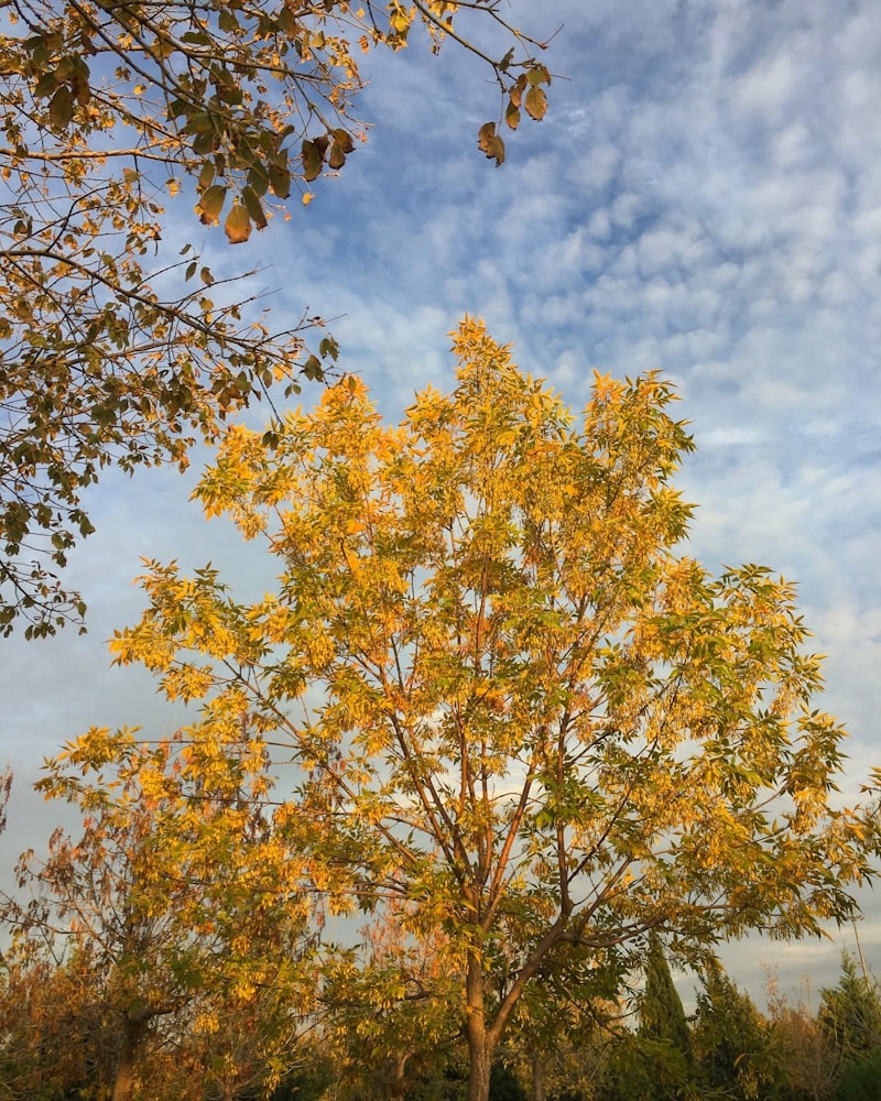 İzmir Tarihi Yerler